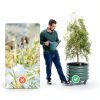 Vego Garden Rolling Raised Bed Planter Olive Green Metal Self Watering-6